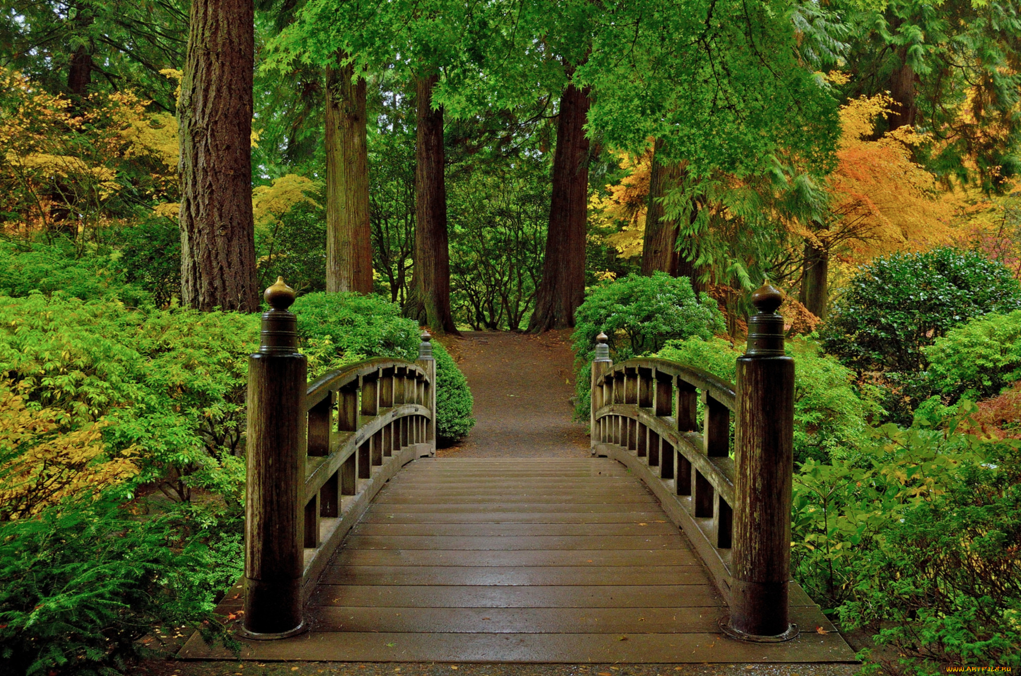 Природа лес мостик